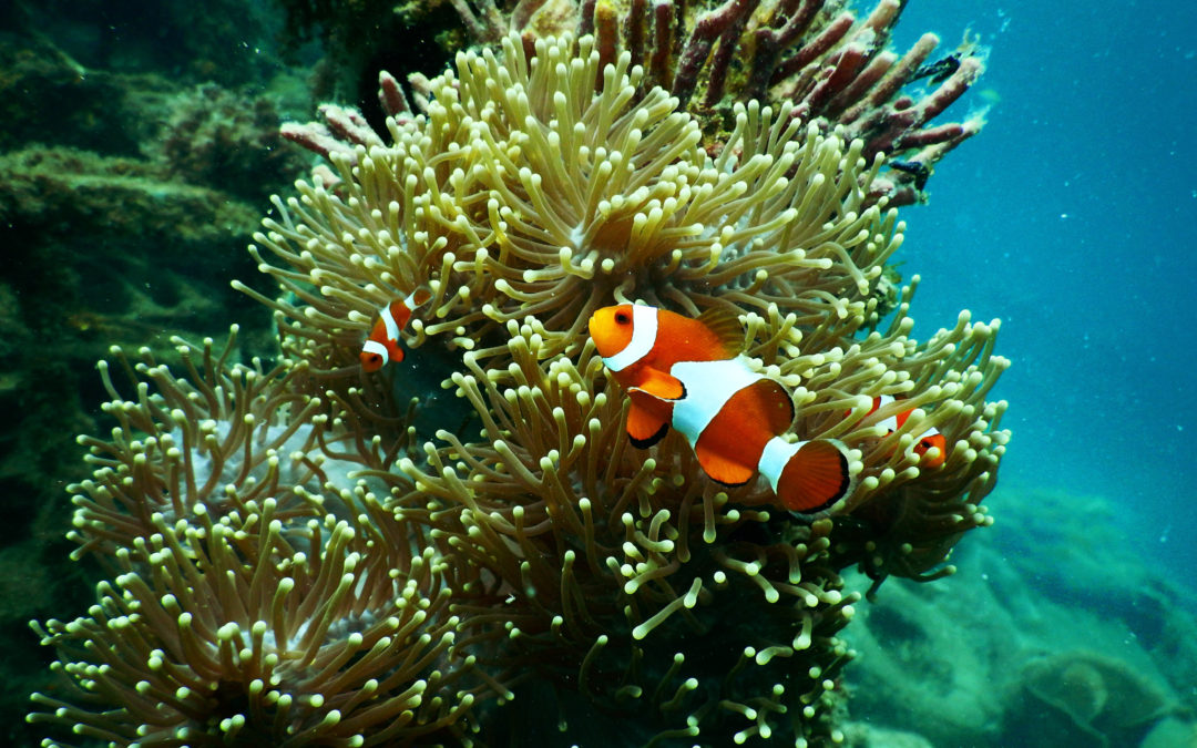 Koraalriffen: een kwetsbaar ecosysteem