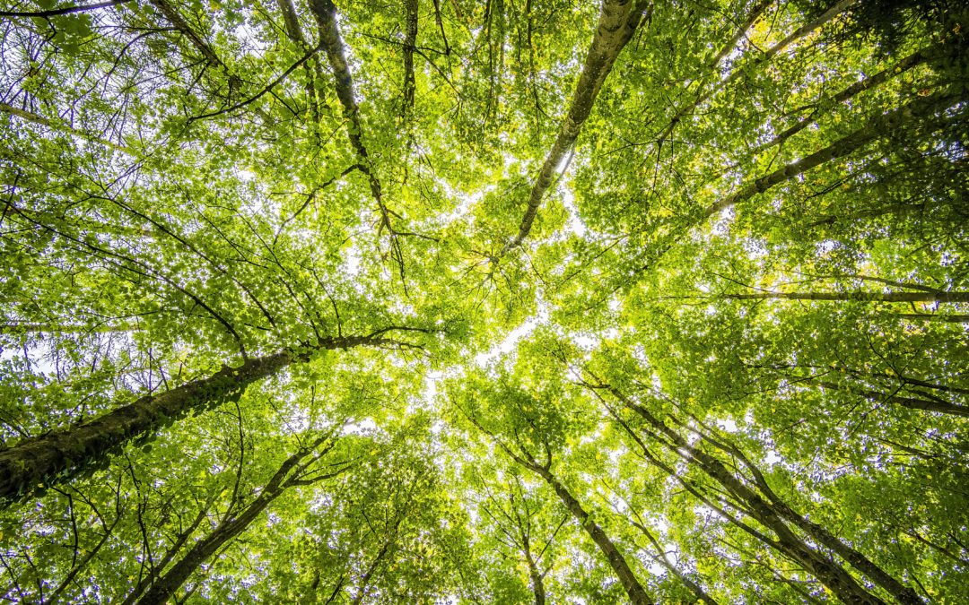 Kunnen we met het planten van bomen het klimaatprobleem aanpakken?